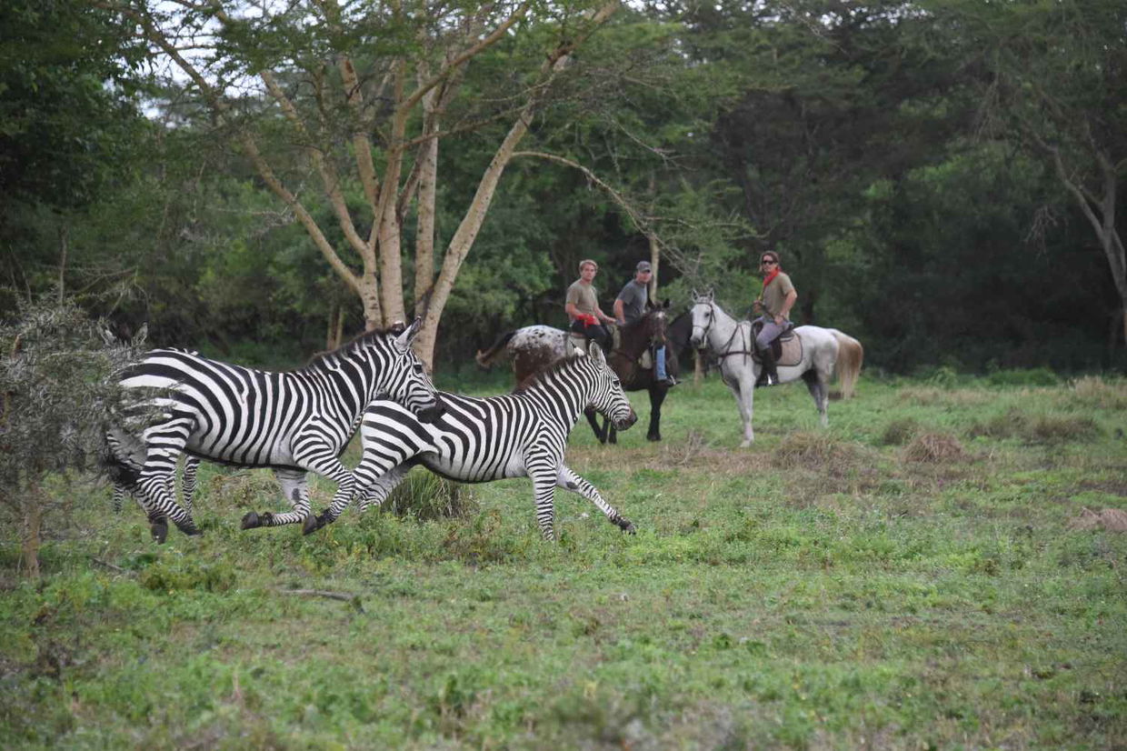 Horseback Safaris. Tanzania. DCC Hotel Group