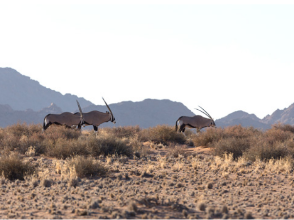 Desert Homestead Lodge Sesriem Namibia. Nature Drives and Desert Wildlife Viewing. DCC Hotel Group.