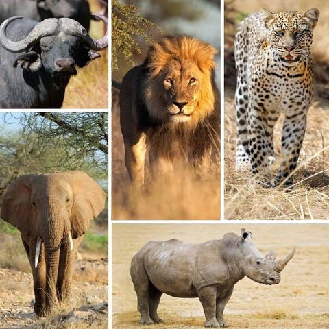 The African BIG 5 - Kruger National Park, Marloth Park, DCC Hotel Group