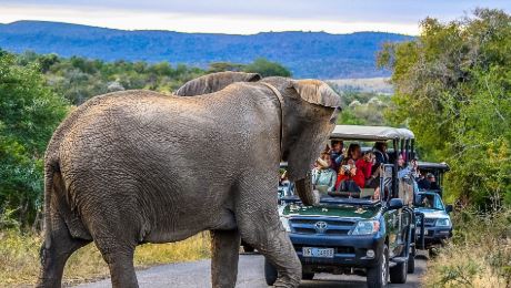 Big Five Game Drives, Lalibela Game Reserve, DCC Hotel Collection