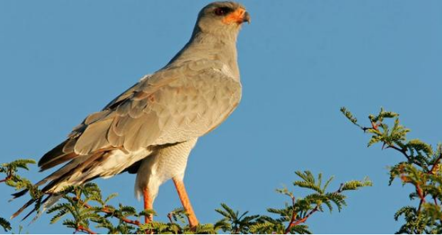 eufelskrallen Lodge Kalkrand, Namibia. Birdwatching. DCC Hotel Group.