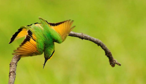 Buffalo Ridge Safari Lodge Gaborone. Birdwatching. DCC Hotel Group Collection.