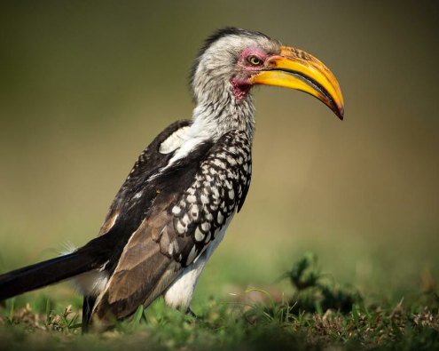 Kubu Lodge - Hoedspruit, Mpumalanga. Bird Watching. DCC Hotel Group Collection