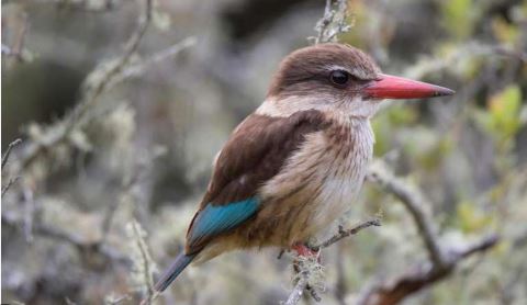 Bird watching, Lalibela Game Reserve, DCC Hotel Collection