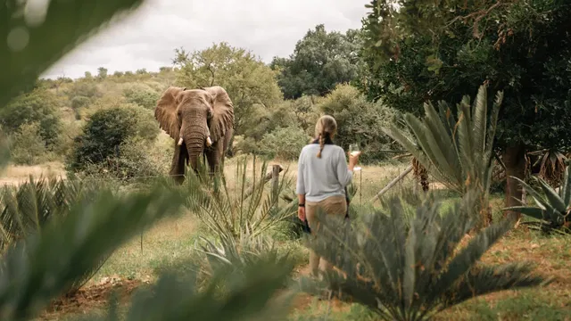 At Simbavati Camp George, guests can experience the beauty of elephants in a lush, natural setting. Surrounded by trees and grass, this outdoor experience highlights the beauty of wildlife and the serene landscape.