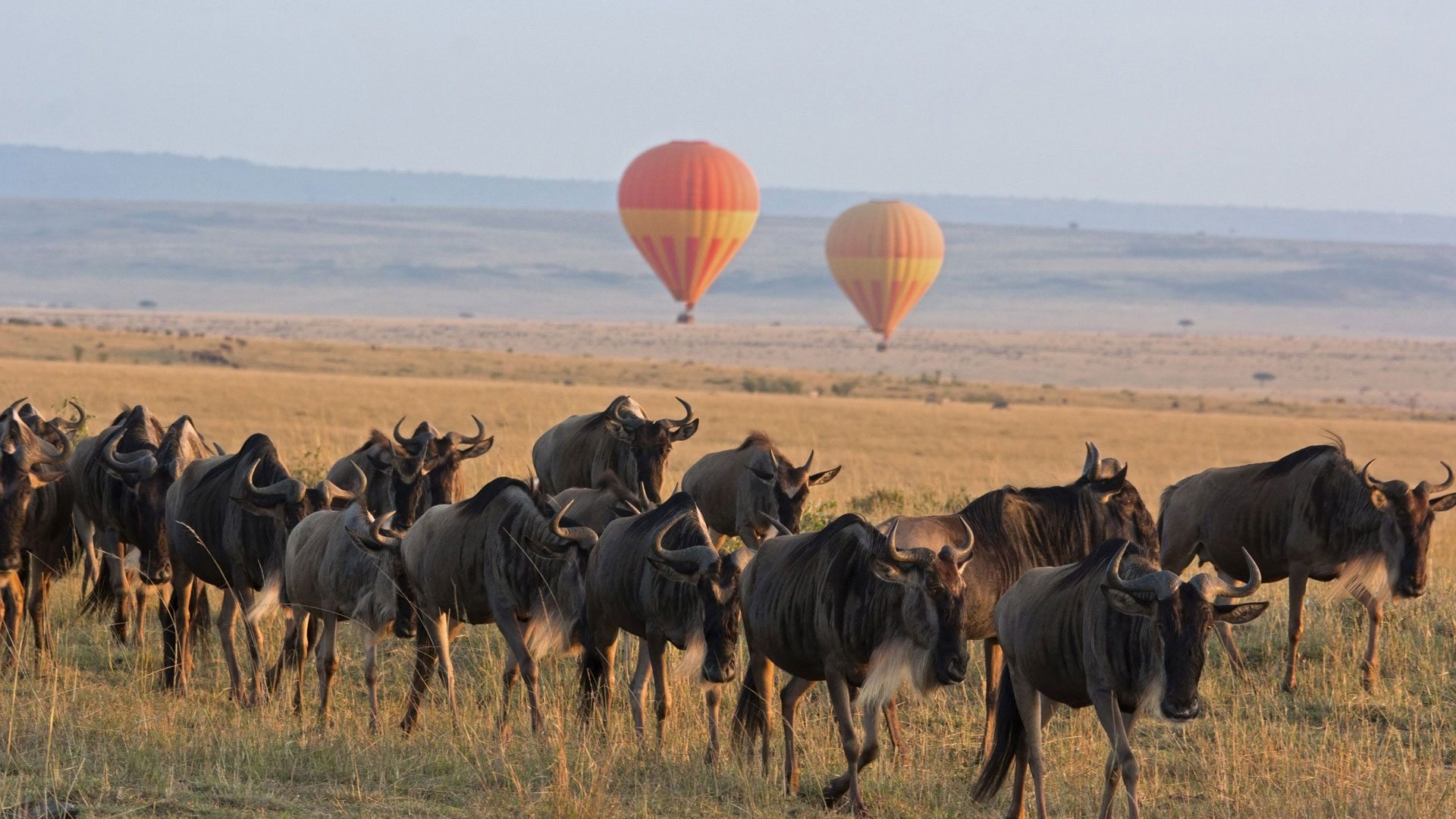 Marvel at the dynamic landscape of Serengeti National Park, where animals roam freely, and the thrill of adventure meets breathtaking natural surroundings.
