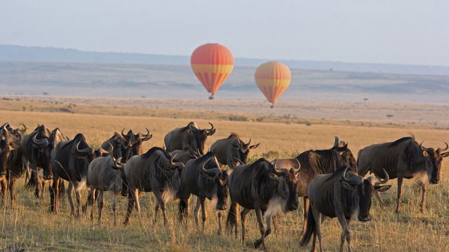 Marvel at the dynamic landscape of Serengeti National Park, where animals roam freely, and the thrill of adventure meets breathtaking natural surroundings.