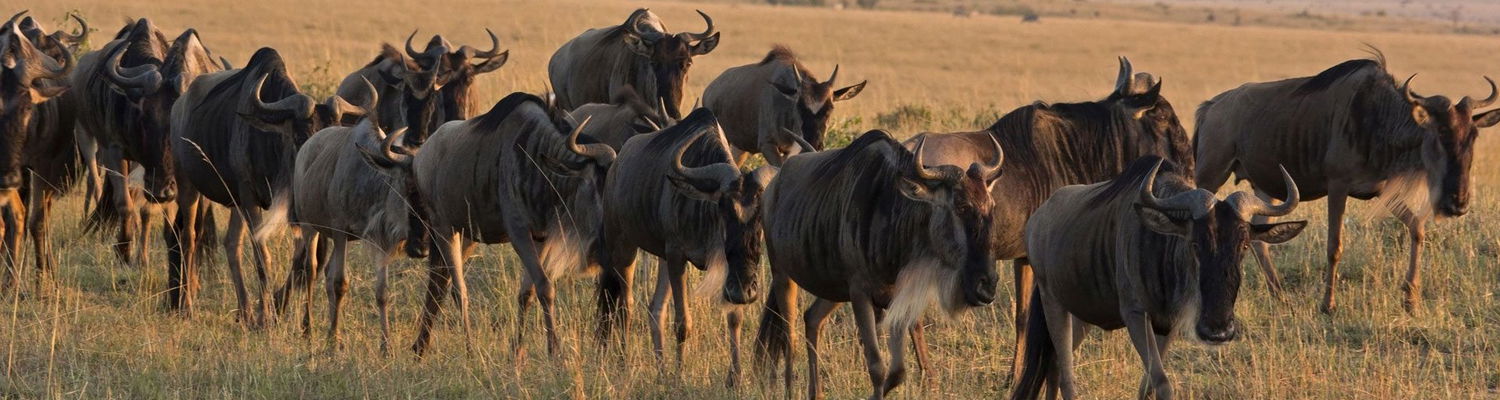 Marvel at the dynamic landscape of Serengeti National Park, where animals roam freely, and the thrill of adventure meets breathtaking natural surroundings.