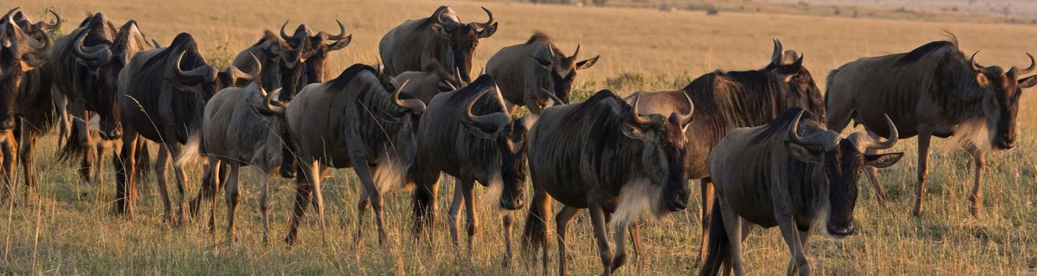 Marvel at the dynamic landscape of Serengeti National Park, where animals roam freely, and the thrill of adventure meets breathtaking natural surroundings.