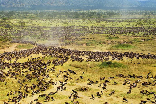 Experience the natural beauty of Serengeti National Park, where vast plains, wildlife, and the stunning migration of wildebeests bring the wilderness to life.