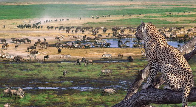 Experience the wild beauty of Serengeti National Park, where nature's harmony is on display with majestic animals in their natural surroundings.