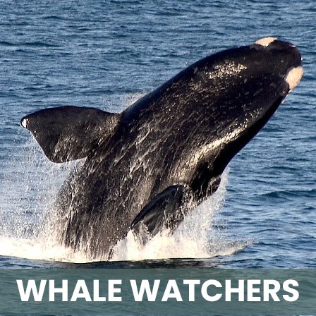 Whales Watching Book  #WhaleCoastRoute #NatureLovers #WhaleWatching #HorsebackRiding #Cycling #Hiking #ExploreSouthAfrica #AdventureAtAwaits