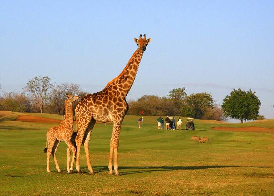 Play Golf at Hans Merensky Golf Estate. Bushveld Bivouac. DCC Hotel Group