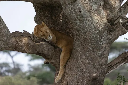 At Simbavati Grumeti, guests can witness the beauty of the African wildlife.