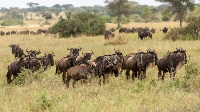 At Simbavati Grumeti, a herd of buffalo grazes peacefully, embracing the natural beauty and wildlife of the savanna.