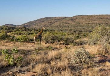 Guided Nature Walks, Limpopo, DCC Hotel Collection