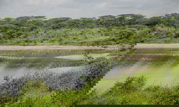 Immerse yourself in the tranquil atmosphere of Simbavati Lake Ndutu, where the lush landscape and serene waters offer a perfect escape.