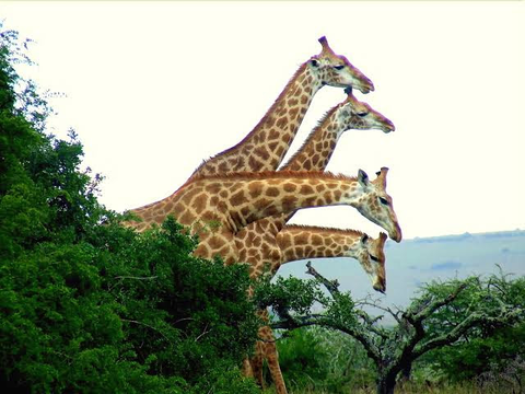Experience the thrill of wildlife at Amakhala Safari Lodge, where giraffes effortlessly roam the savanna, connecting guests with the beauty of nature.