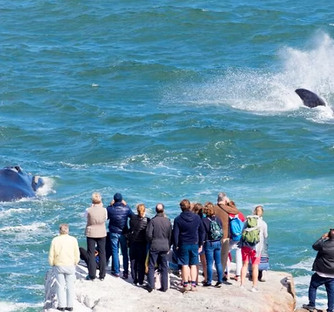 Hermanus Whale Coast