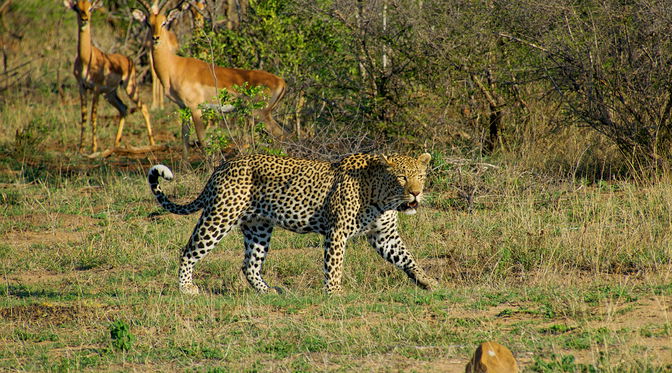 Game Drives in the Kruger