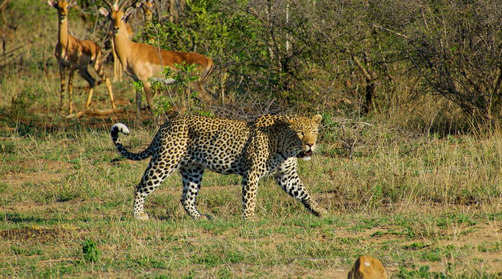 Game Drives in the Kruger