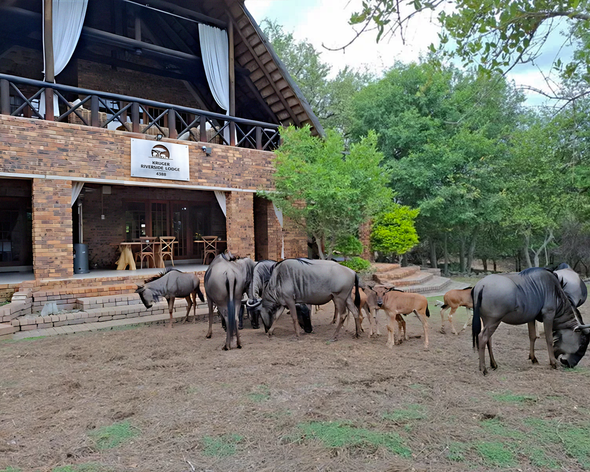 Kruger Riverside Lodge (Marloth Park, Mpumalanga) ⭐⭐⭐⭐