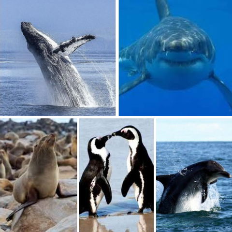 The infamous Marine Big 5, Western Cape, South Africa, DCC Hotel Group