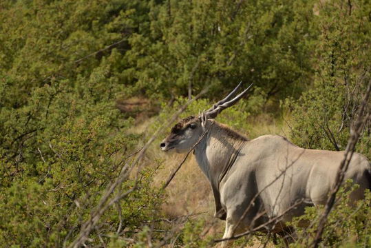 Immerse yourself in the tranquility of Moolmanshoek, where open landscapes and roaming wildlife create a peaceful escape into nature.