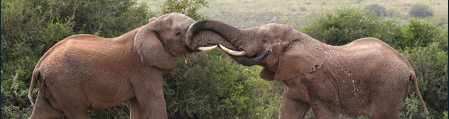 Experience Quatermain's 1920's Safari Camp at The DCC Hotel Group