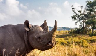 Hluhluwe-Imfolozi Park Safari, Saint Lucia Wetlands, DCC Hotel Collection