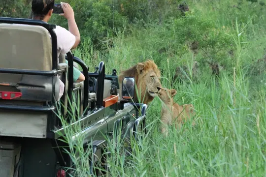 Enjoy the tranquility of the wild, where the harmony of nature and wildlife, like a resting lion, offers an immersive safari experience.