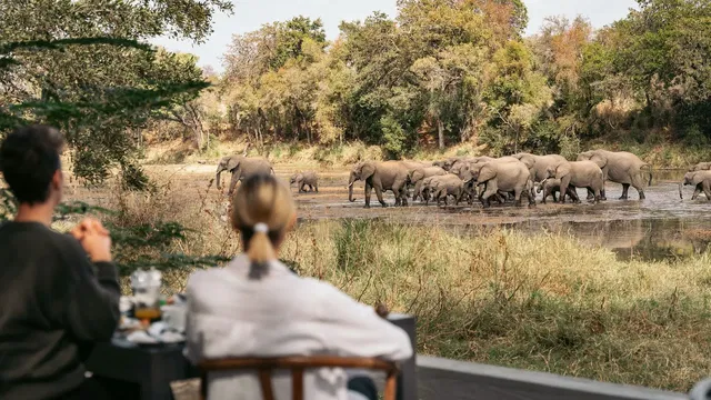 At Simbavati River Lodge, experience the wonder of elephants in their natural habitat, a perfect blend of safari adventure and tranquility.