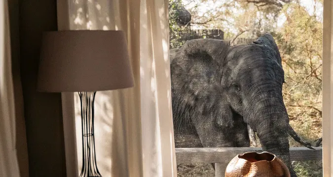 Experience the harmony of nature and comfort at Simbavati River Lodge, where wildlife encounters blend seamlessly with the lodge’s inviting ambiance.