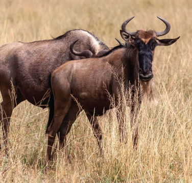 The Serengeti National Park comes alive as wildlife roams freely through expansive grasslands, embodying the spirit of the Great Wildebeest Migration.