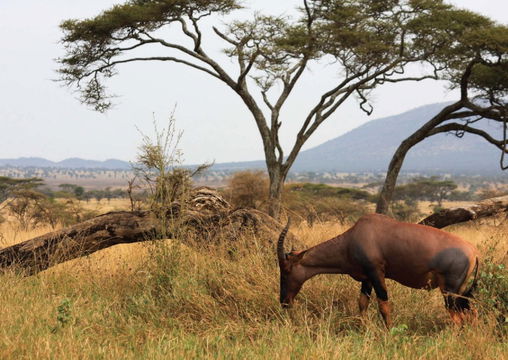 Experience the wild spirit of the Serengeti, where animals roam freely in their natural habitat, creating an authentic safari atmosphere.