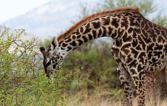 A serene moment in the Serengeti, where wildlife like this giraffe peacefully roams amidst the lush greenery of the savanna.