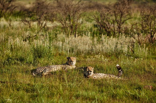 Wild Nature is on your doorstep. Cheetah Ridge, Nambiti Game Reserve, Western Cape. DCC Hotel Group