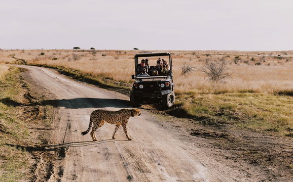 Breath taking Game Drive Memories. Cheetah Ridge, Nambiti Game Reserve, Western Cape. DCC Hotel Group