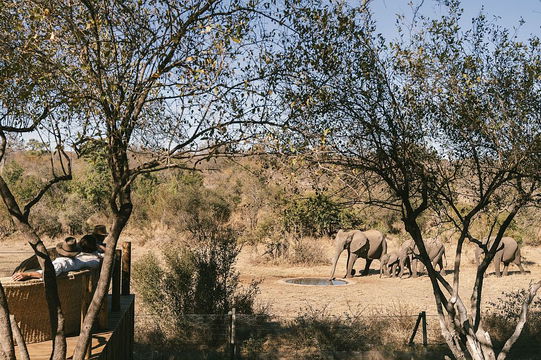 At Simbavati Homestead, witness the majesty of elephants roaming freely, surrounded by the natural beauty of their habitat.