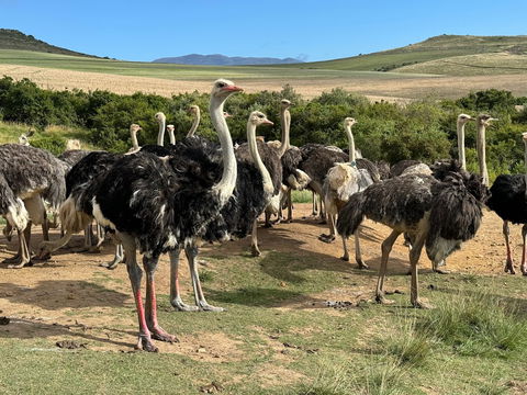 Witness the majestic ostriches and other unique birds at Skeiding Guest Farm, where scenic landscapes offer a peaceful retreat into nature.