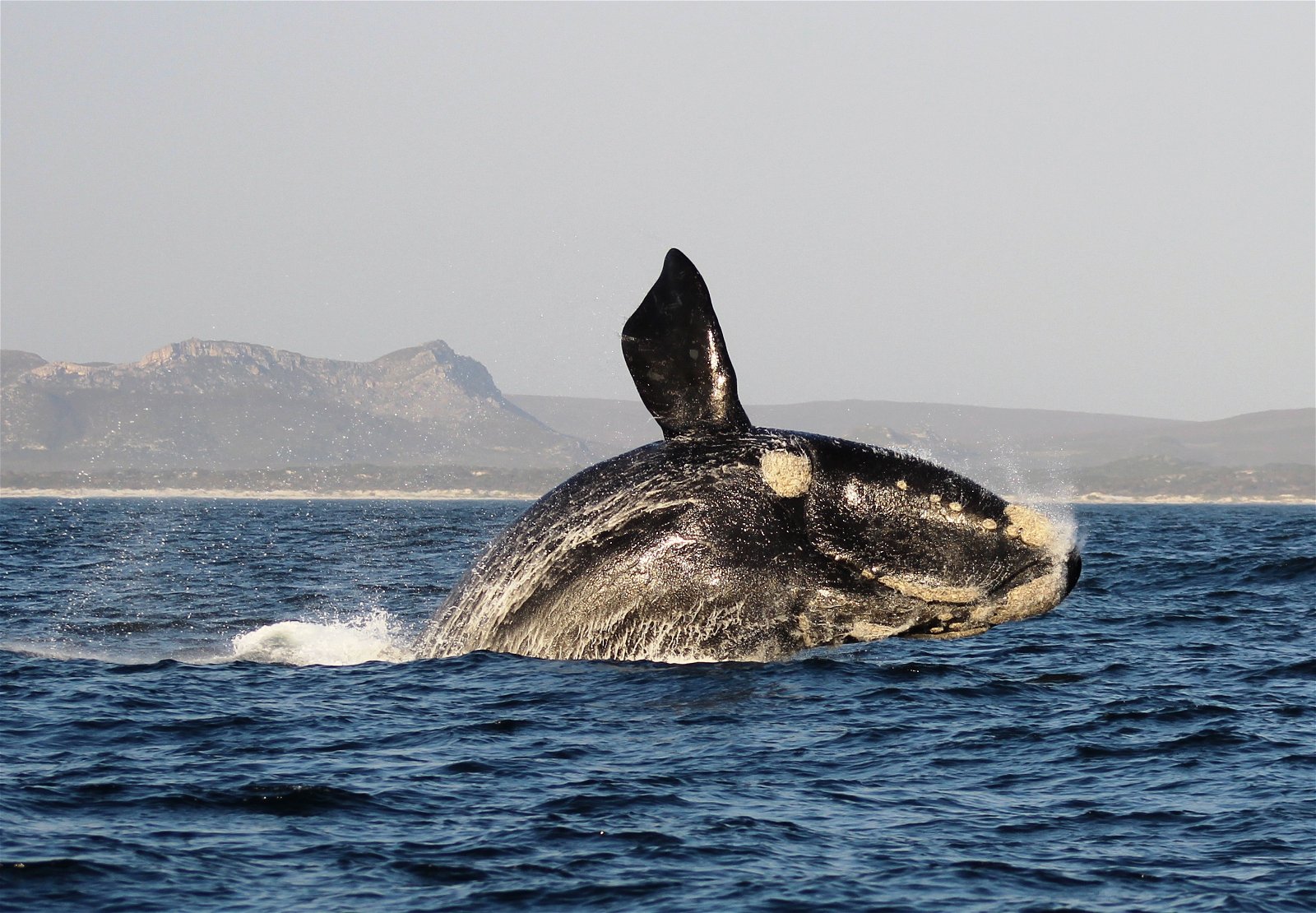Whale Watching, South Africa, Kruger, Accommodation, Attractions, Hermanus, DCC Hotel Group