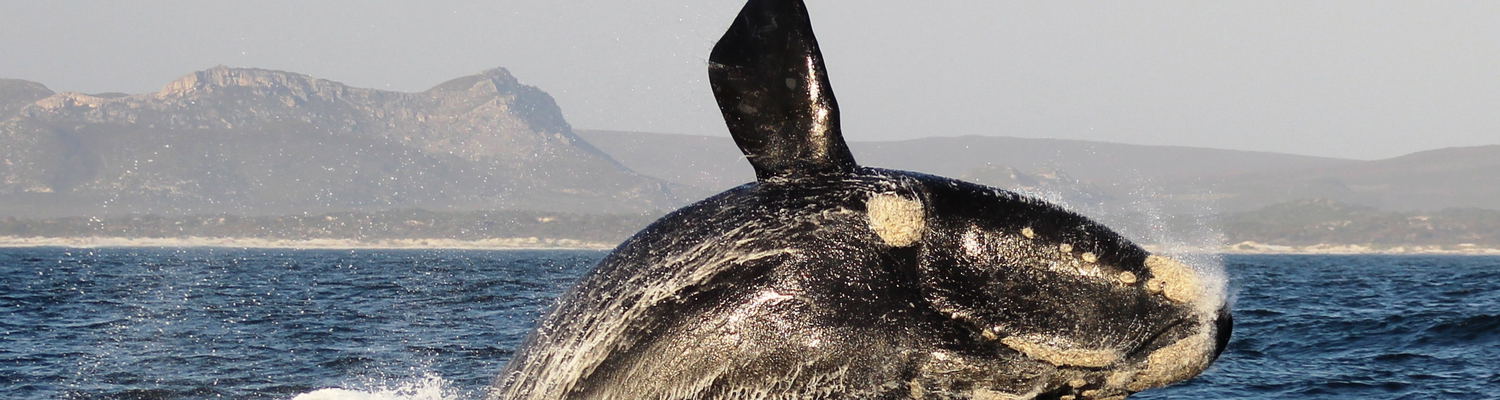 Whale Watching, South Africa, Kruger, Accommodation, Attractions, Hermanus, DCC Hotel Group