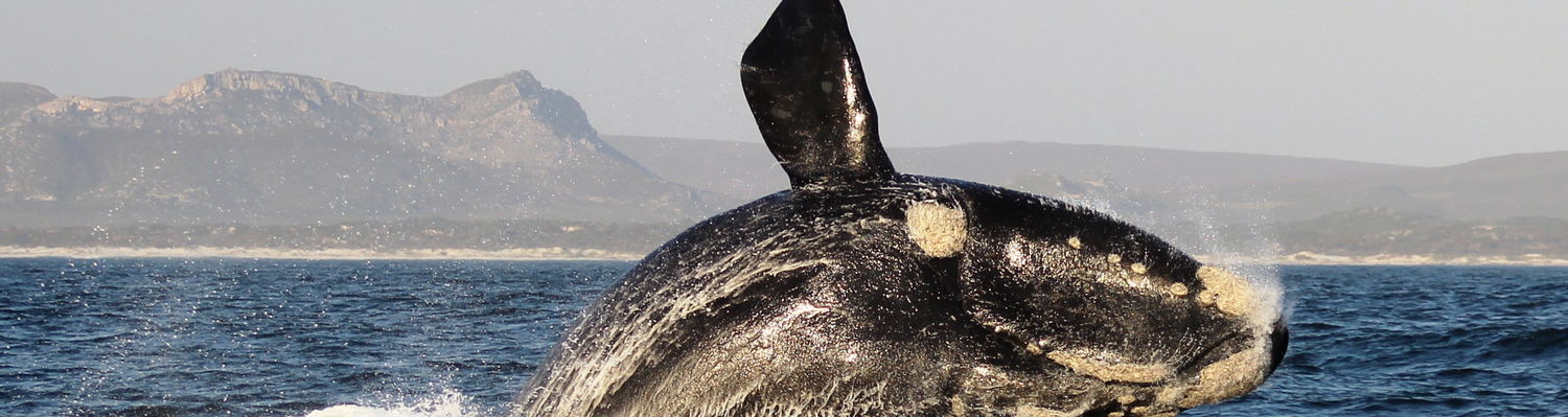 Whale Watching, South Africa, Kruger, Accommodation, Attractions, Hermanus, DCC Hotel Group