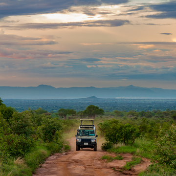 Feel the tranquility of the Serengeti, with vast grassy plains, towering trees, and distant mountains blending to form a peaceful natural setting.
