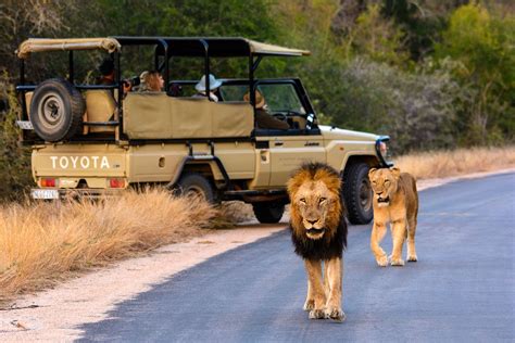 Experience a Safari in Kruger National Park. Bushveld Bivouac. DCC Hotel Group