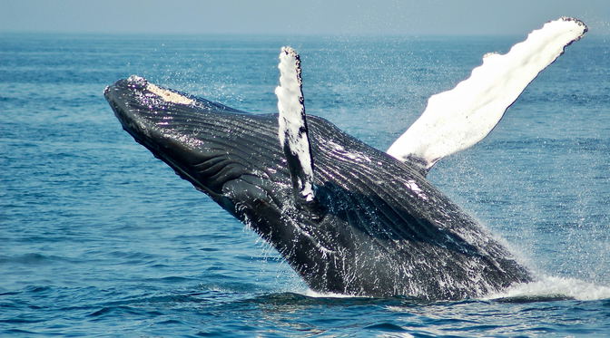 Whale watching 