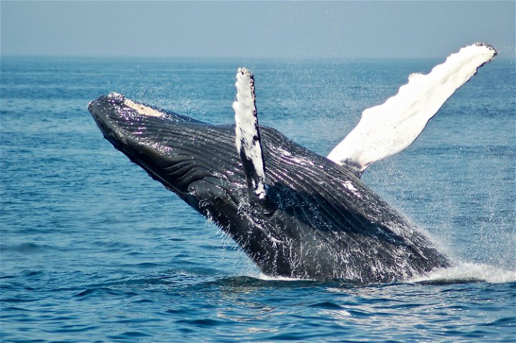 A Southern Right Whale Breaching near Hermanus in South Africa