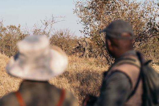 Experience the thrill of the wild at Simbavati Trails Camp, where nature unfolds in every moment.