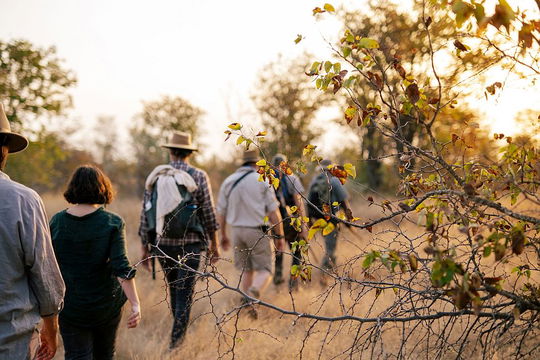 Experience the thrill of the bushveld at Simbavati Trails Camp, where adventure and camaraderie come together on a guided hike.