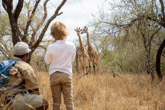 A woman and a field guide on a walking safari looking on to two female giraffe as they stand in the African bushveld